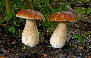 Boletus edulis