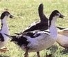 Canards