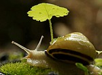 Escargot de Malicorne